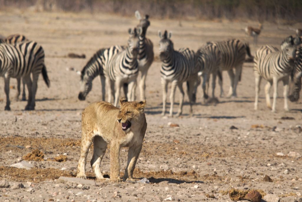 Zauberhaftes Namibia: Ein großer Teil des Landes sind Nationalparks. Foto: Pixabay