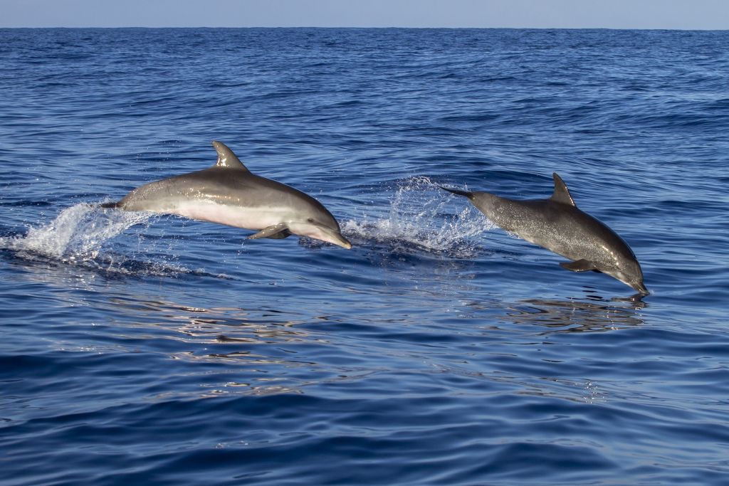 Faszinierend: Wale und Delfine bevölkern die Gewässer rund um Madeira. Foto: Pixabay